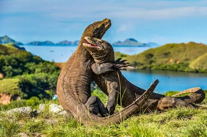 Labuan Bajo - Area 3